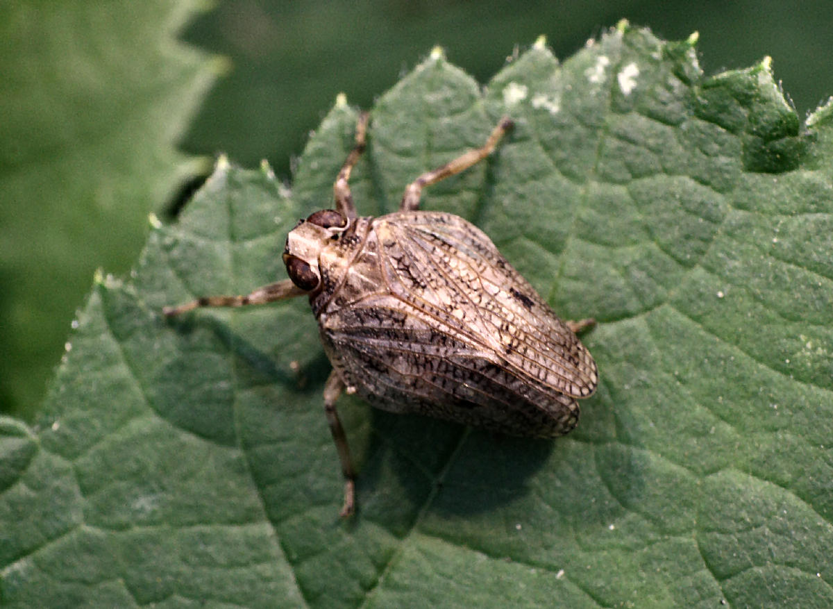 Issidae:  Issus sp. della Lombardia